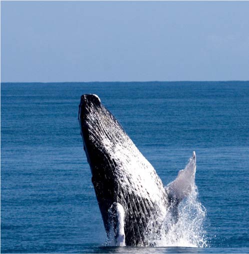 Avistamiento de ballenas