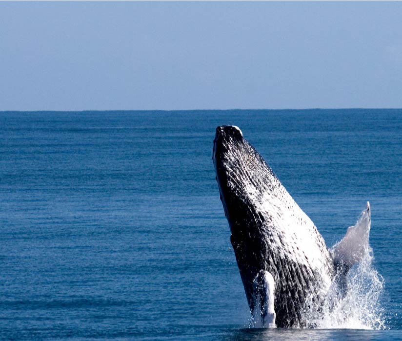 avistamiento-ballenas Avistamiento de Ballenas