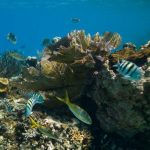 Diving without certification