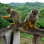 Monkeyland Samana + Zipline