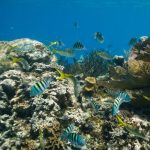 Snorkeling in Jackson Beach