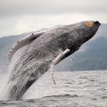 Whale Watching Half Day (January - March)