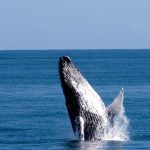 whale-watching-with-lunch-january-march